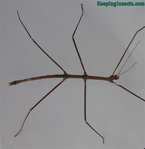 Annam Stick Insect Medauroidea Extradentata Keeping