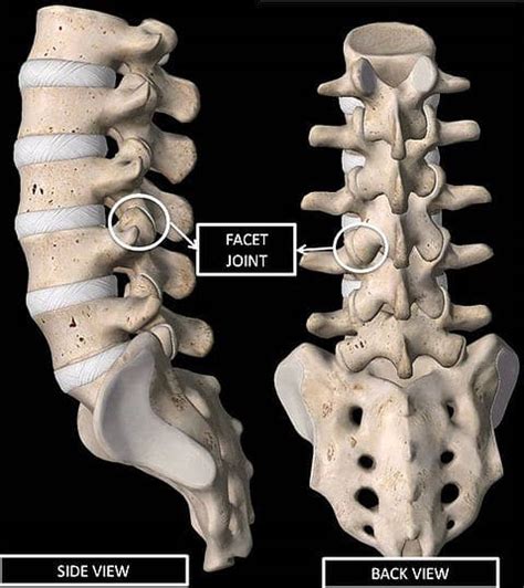 Understanding Spine Anatomy Rojeh Melikian Md
