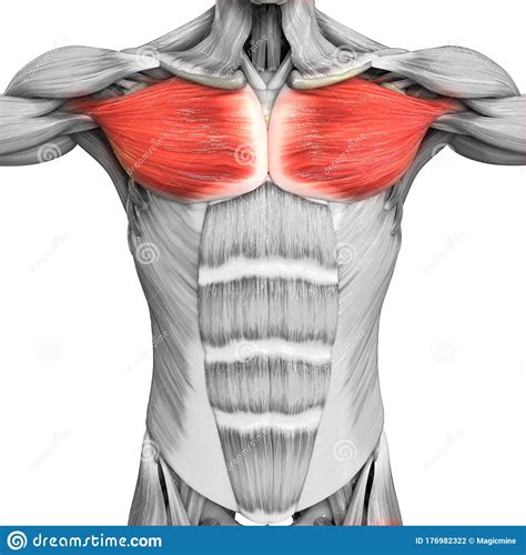 Muscles In Your Chest Diagram The Ultimate Chest Workout For Building