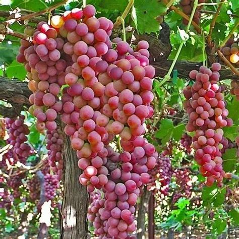 Full Sun Exposure Grape Tree At Rs 120 In Loni Id 21460490833