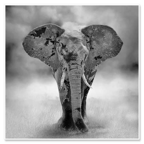 Portrait Of An Elephant Print By Editors Choice Posterlounge