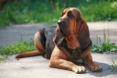 Best Bloodhound Dog Food Spot And Tango