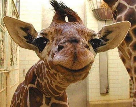 Baby Giraffe Funny Animal Memes Funny Animal Pictures Funny Animals