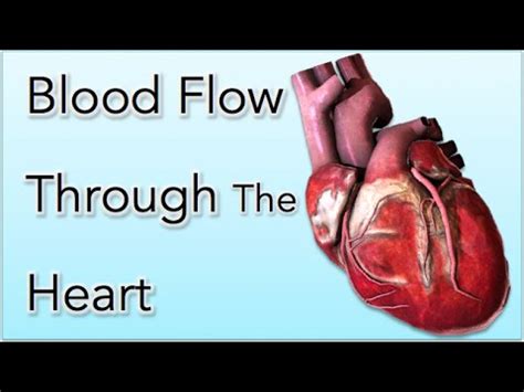 Blood flow through the Heart Animation - MADE EASY - YouTube