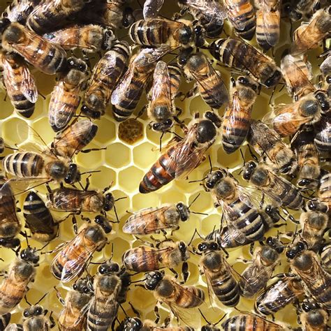 Why Find The Queen Bee Beekeeping Like A Girl