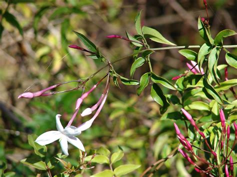 Maybe you would like to learn more about one of these? How to Make Exotically Scented Jasmine Tea at Home