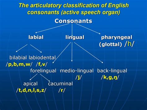 The Articulatory Classification Of English Consonants English Speech