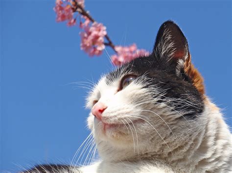 Sakura Cat In The Sunny Place Tanakawho Flickr