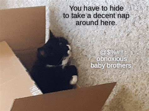 Nap Nook Lolcats Lol Cat Memes Funny Cats Funny Cat Pictures
