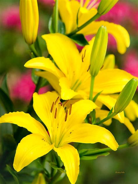 Botanical Print Yellow Lilies Flower Photography Colorful Etsy