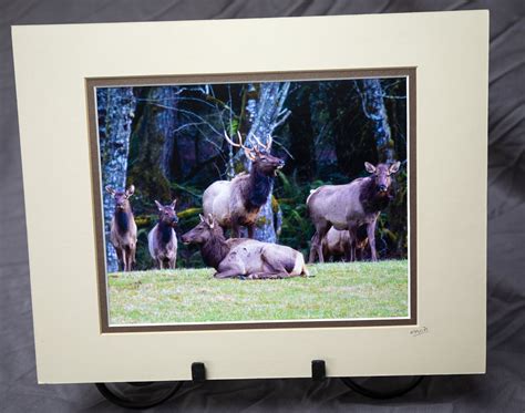 Bull Elk And His Gals 8x10 Image Matted To 11x14 Etsy
