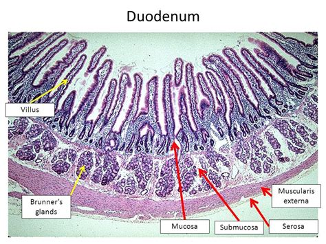 Small Intestine Duodenum Histology Labeled Brunners Glands Arocreative