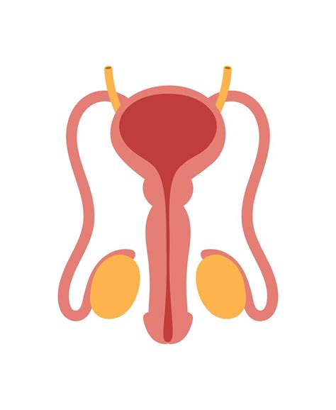Essential Organs Of Male Reproductive System Male Reproductive System