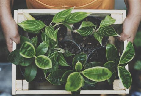 Plant Green Growth Gardening Botany Natural Stock Image Image Of