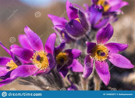 Mountain Flower Stock Image Image Of Bloom Background 154602671