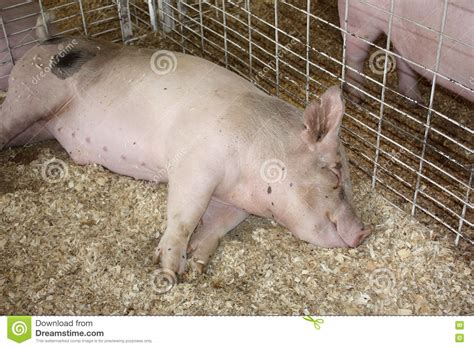 Sleeping Pig At County Fair Stock Photo Image Of Female State 76850608