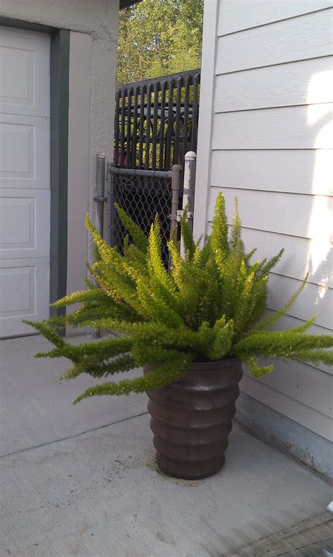 They can also be grown indoors in containers or hanging baskets. Foxtail fern #gardening #ferns #plants | Garden greetings ...