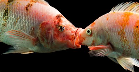 Traffic Noise Disrupts Fish Sex Study Finds Discovery Blog Discovery