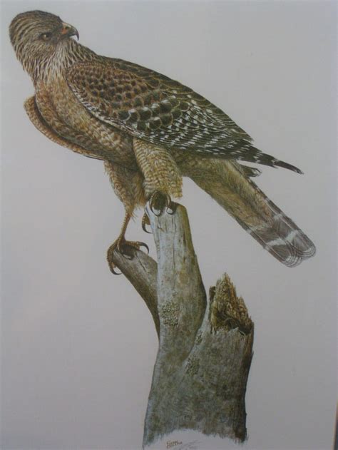 rare sean bollar audubon style red shouldered hawk print framed signed and numbered 922