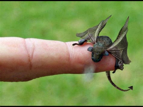 Tiny Dragon Tiny Dragon Dragon 2 Welsh Dragon Dragon Born Dragon