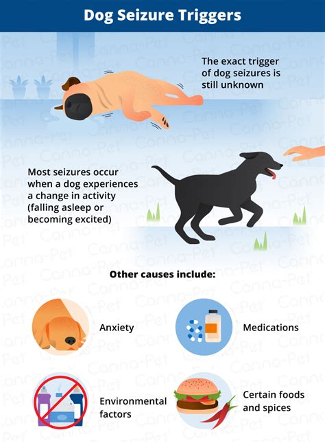 What Causes Seizures In Dogs Canna Pet