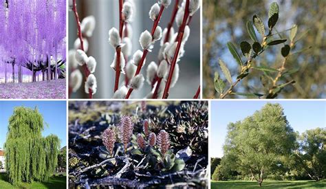 18 different types of willow trees you should know
