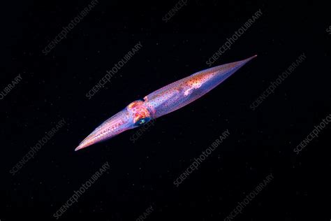 European Squid Loligo Vulgaris Stock Image C0325292 Science