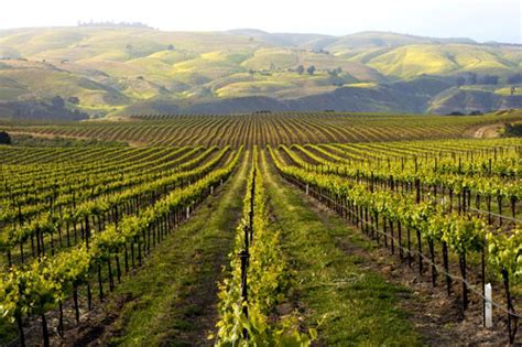 Maybe you would like to learn more about one of these? 10 Best California Wineries with a View