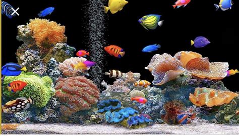 Pin By Edna Wilson On Fish Tank Prints Fish Wallpaper Aquarium Live