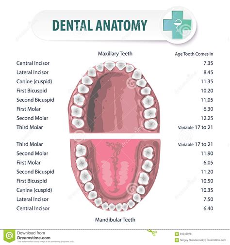 Dental Anatomy 2 Stock Vector Illustration Of Human 94342978
