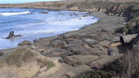 Elephant Seals At Rookery On Californias Pacific Coast 12 July 2015