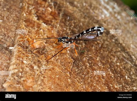 Giant Ichneumon Sabre Wasp Large Ichneumon Wasp Female Holzwespen
