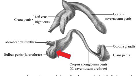 Figure 1 From Hypothesis That Urethral Bulb Corpus Spongiosum Plays
