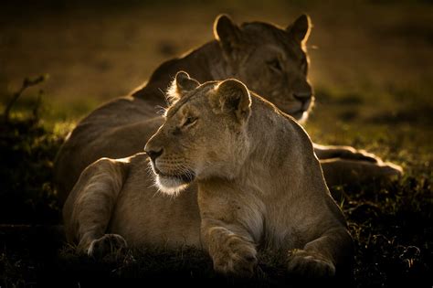 Recovering Lions In Africas Hyper Biodiverse Heartlands Lion Recovery Fund