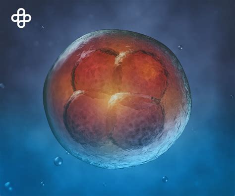 ¿qué Son Las Células Madre Embrionarias Centro Médico Eternal