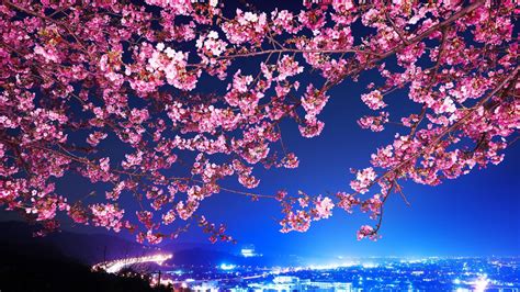 Pink Flowers On Branches Cherry Blossom Wallpaper