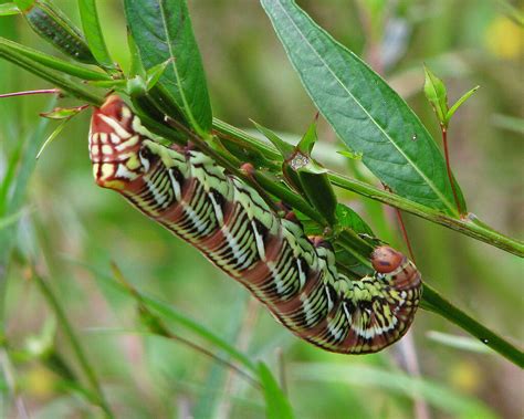 Banded Sphinx Moth Caterpillar Eumorpha Fasciatus Flickr
