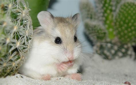 Maybe you would like to learn more about one of these? Cute Hamster Wallpapers (44 Wallpapers) - Adorable Wallpapers
