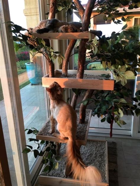 Indoor Cat Towers Made From Real Trees Are Absolutely Stunning Catlov