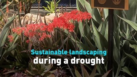 Sustainable landscaping during a drought - CGTN
