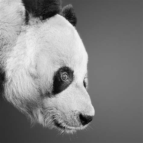 Expressive Black And White Portraits Of Animals By Alexander Von