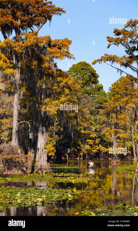 Bald Cypress Trees With Spanish Moss In A Swamp Cypress Swamp Caddo