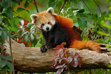 Why Are Red Pandas Endangered Worldatlas 19000 The Best Porn Website