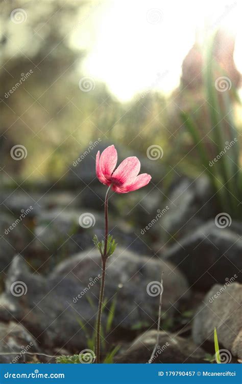 Linum Grandiflorum Rubrum Flower Close Up Shoot Stock Image Image Of
