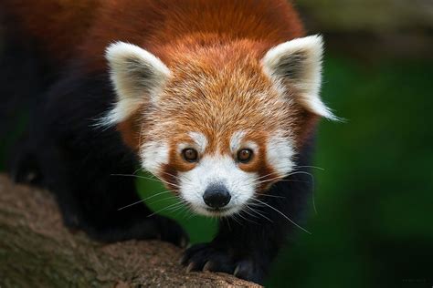 Red Panda By Sekurit Atanas Tumbov On 500px Red Panda Cute Animals
