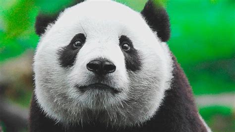 Actualizar 155 Images De Que Se Alimenta El Oso Panda Viaterramx