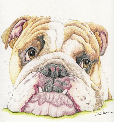 English Bulldog Limited Print From Drawing Dog Art Carla Smale