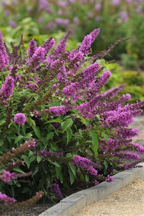 Excellent for middle or back of the border. Buddleia Flutterby Petite Tutti Fruitti Pink - Dwarf Buddleja