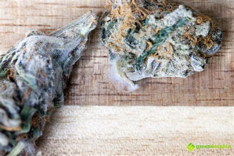 Everything You Should Know About Cannabis Mold