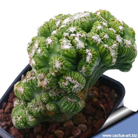 Searches for cactus juice are up 283 percent on pinterest. Cereus sp. "WILD CREST" | Cacti and succulents, Succulents ...